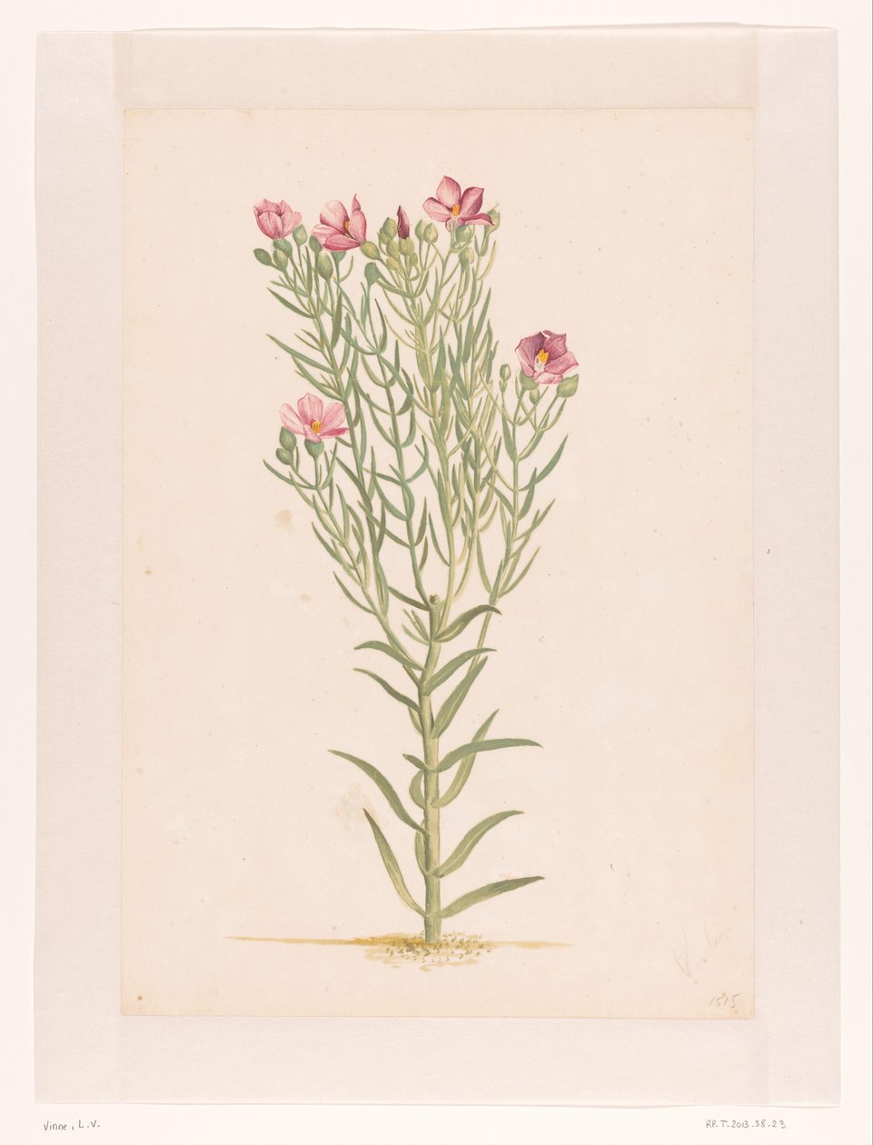 Plant with Pink Flowers by Laurens Vincentsz. van der Vinne