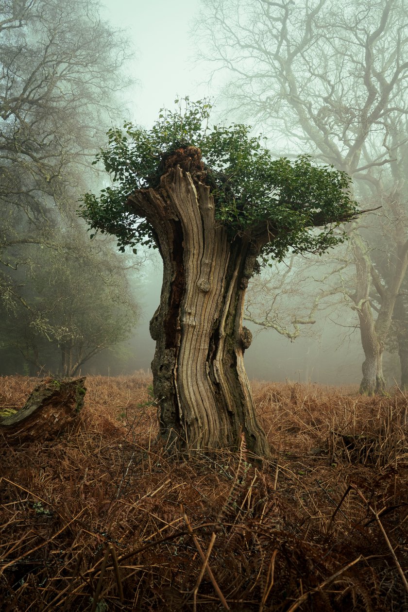 Ancient Bonsai by Lee Cooper