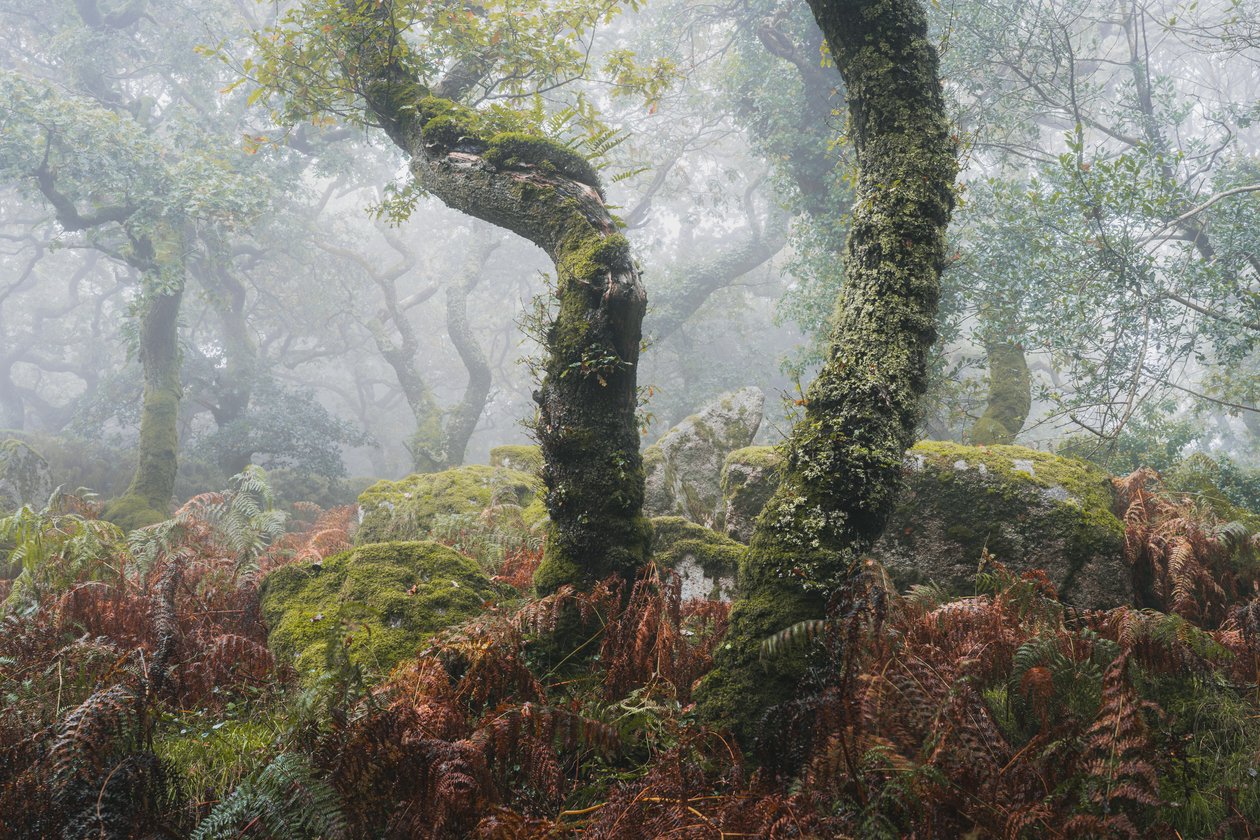 Awakening by Lee Cooper