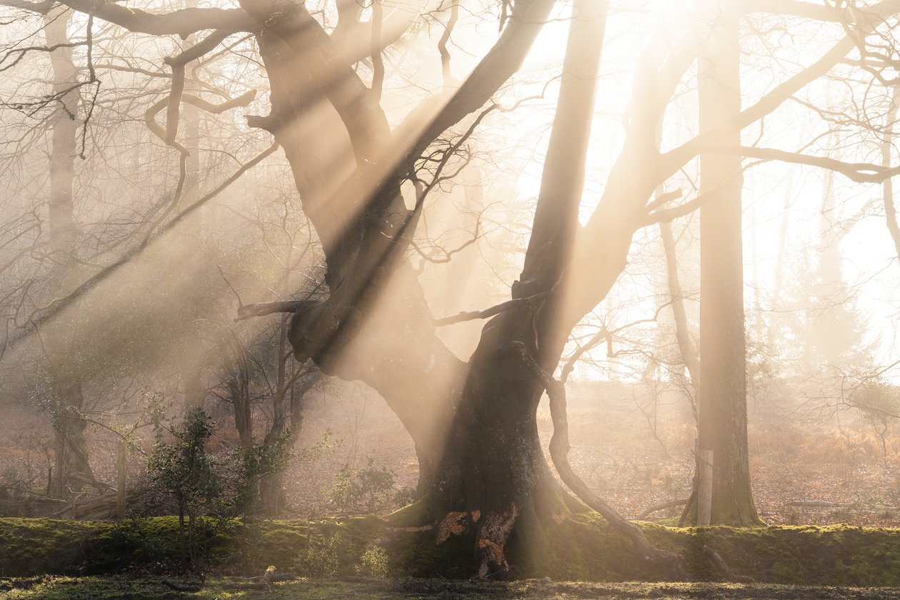 Beautiful Beams by Lee Cooper