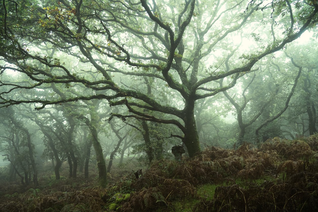 Canopy by Lee Cooper