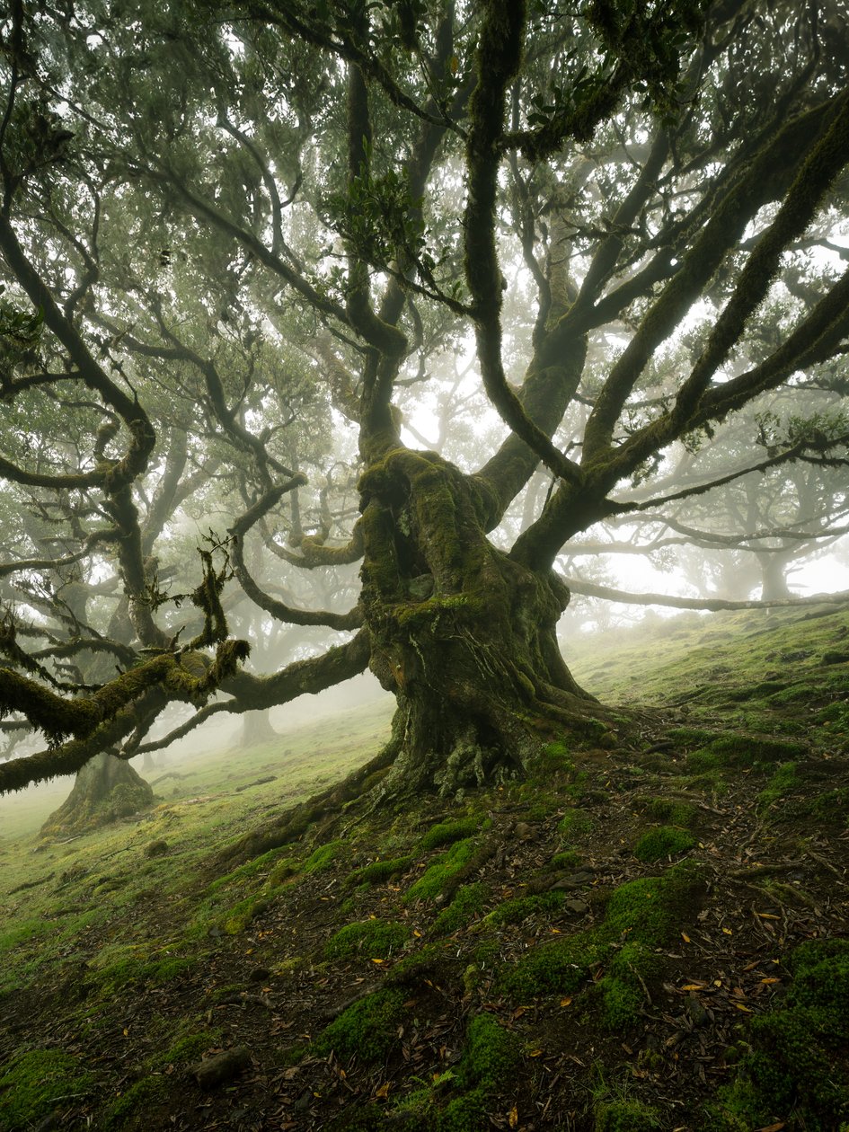 Canopy II by Lee Cooper