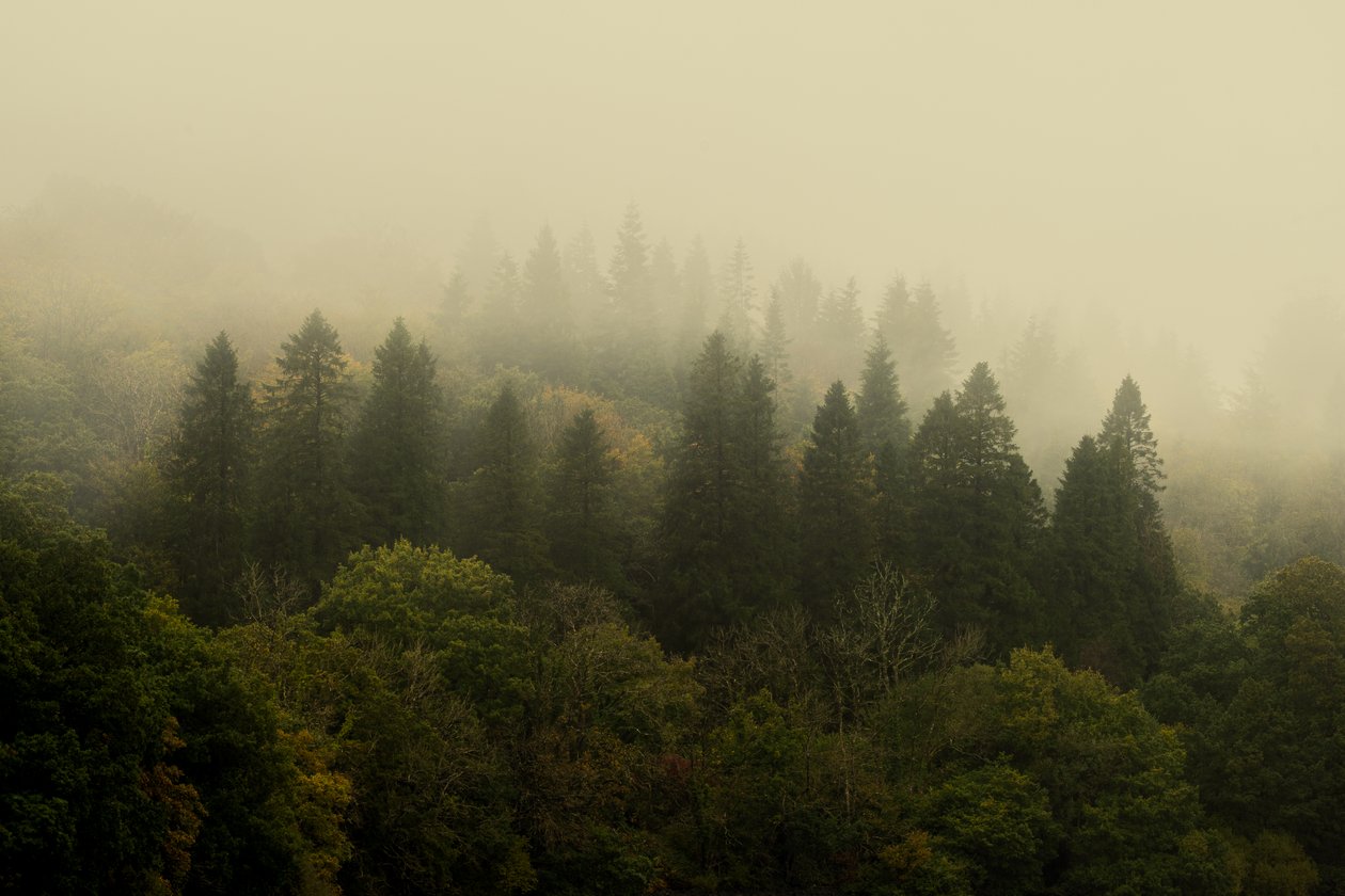 Cloud Forest by Lee Cooper