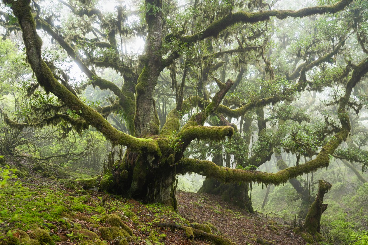 Forgotten Land III by Lee Cooper