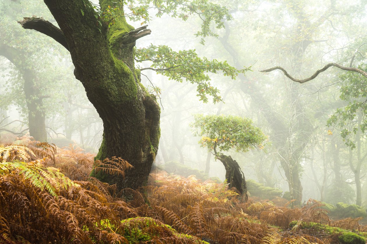Hollowborn by Lee Cooper