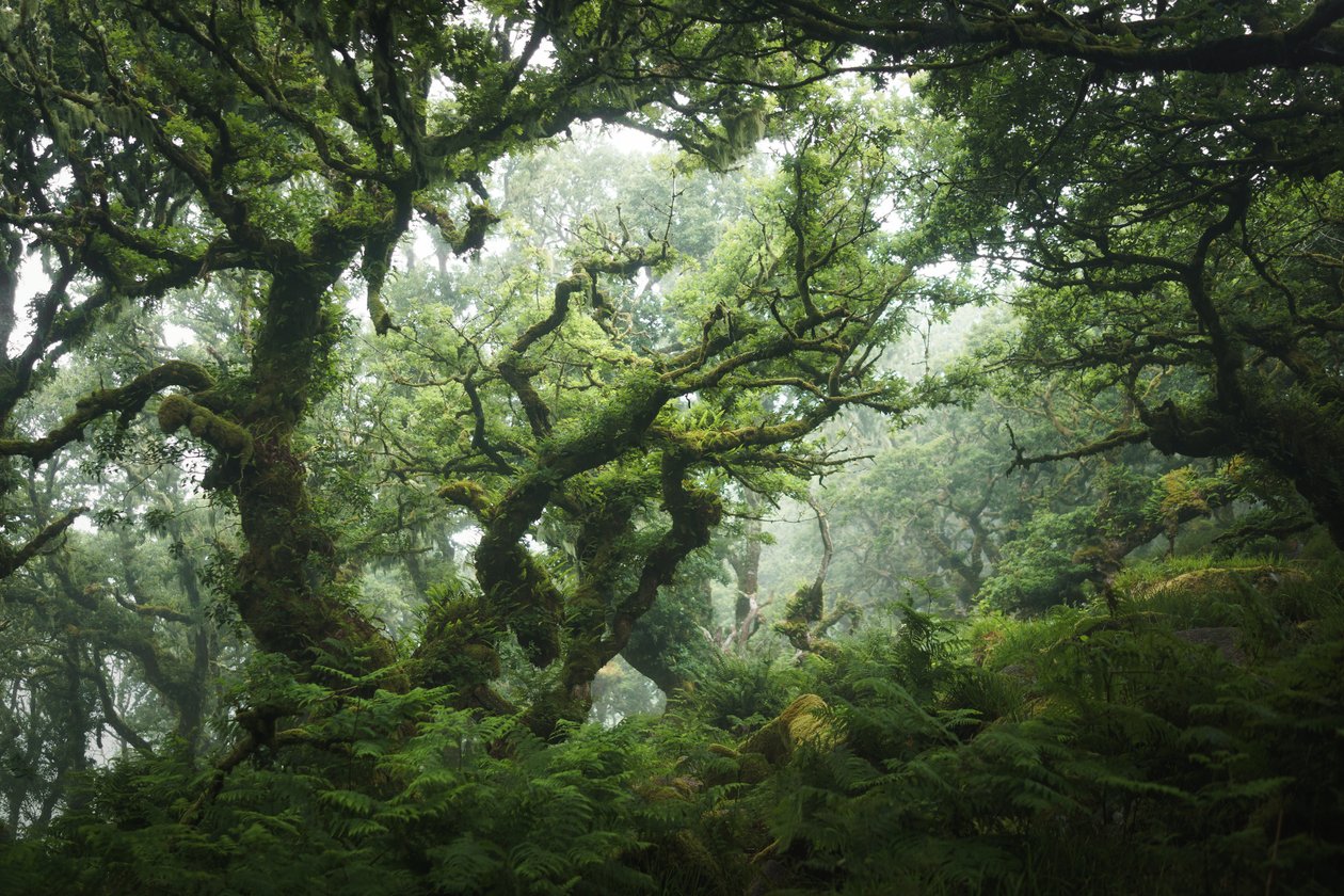 Nocturne Grove by Lee Cooper