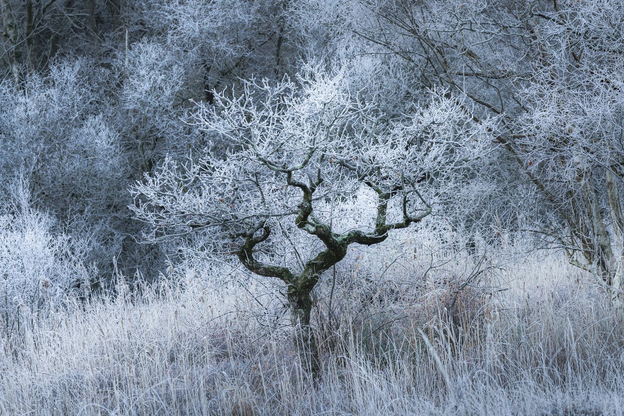 Oldwood Echo, 2022 by Lee Cooper