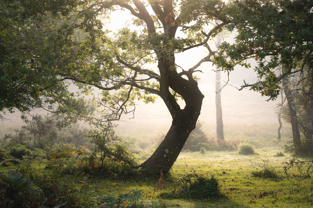 Rainroot, 2023 by Lee Cooper