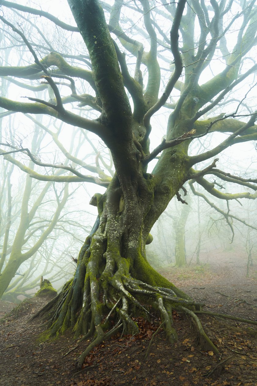Spring Unfolds by Lee Cooper