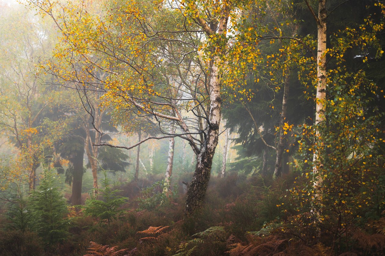 Tales of Madeira by Lee Cooper