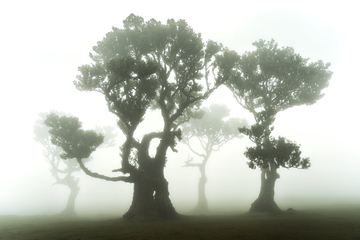 The Forest Remains by Lee Cooper