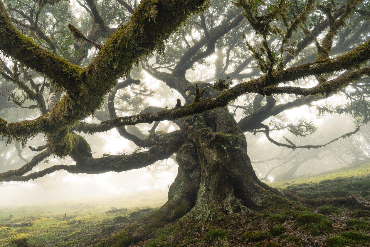 The Forest Remains II by Lee Cooper