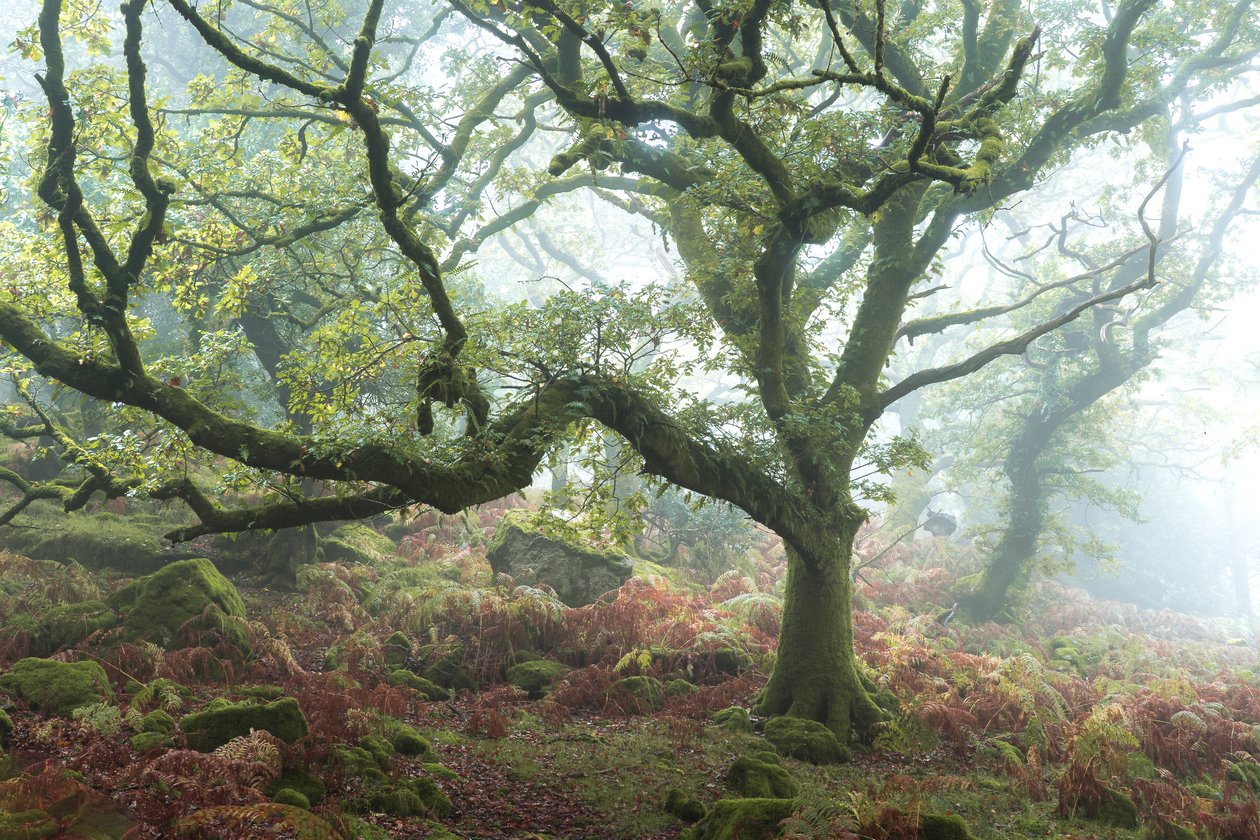 The Old Path by Lee Cooper