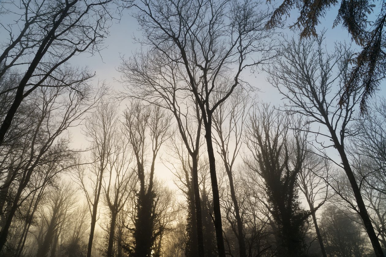 Woodland Reverie, 2023 by Lee Cooper