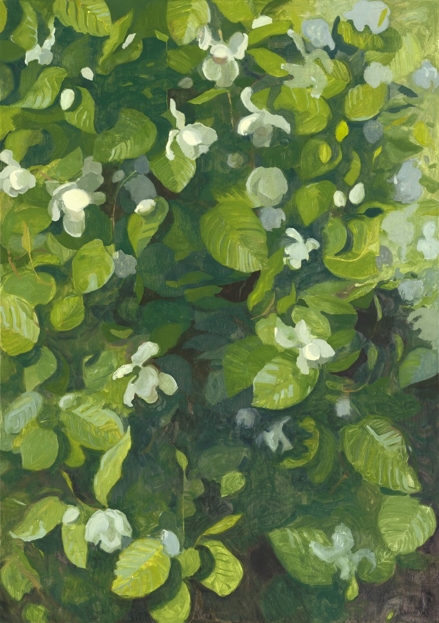 Magnolia in flower, 2014 by Leigh Glover