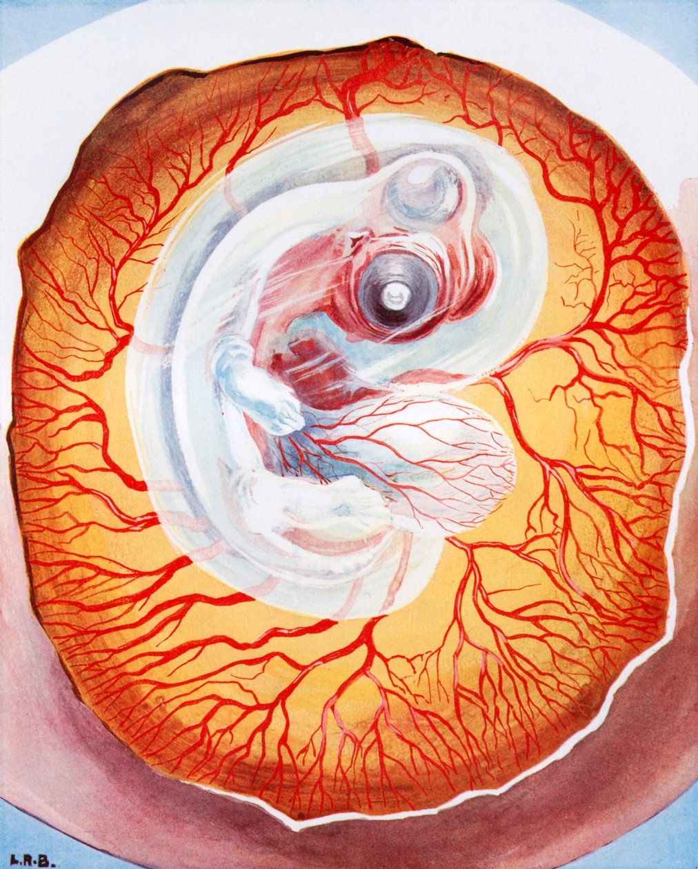 The bird developing in the egg by Leonard Robert Brightwell