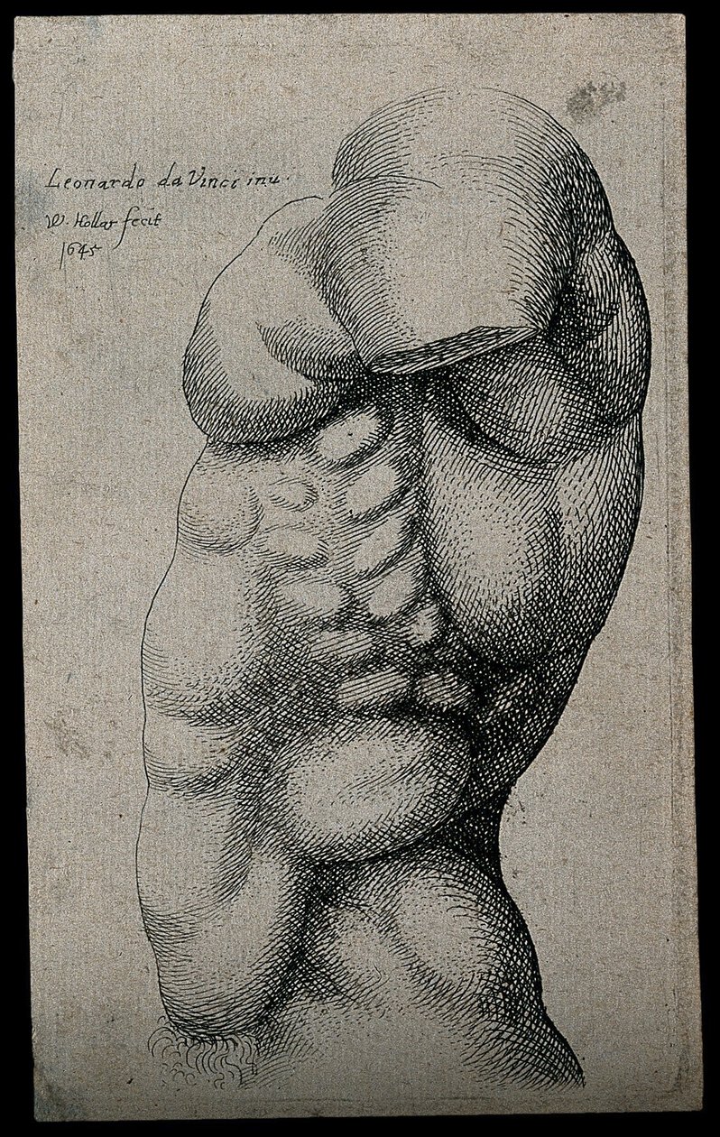 A Male Torso without an Arm by Leonardo da Vinci