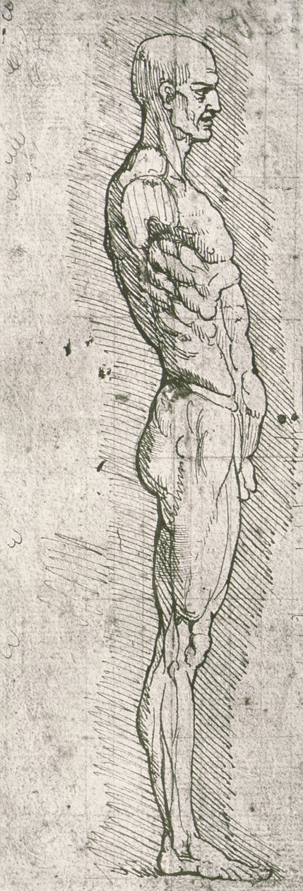 Anatomical Study by Leonardo da Vinci