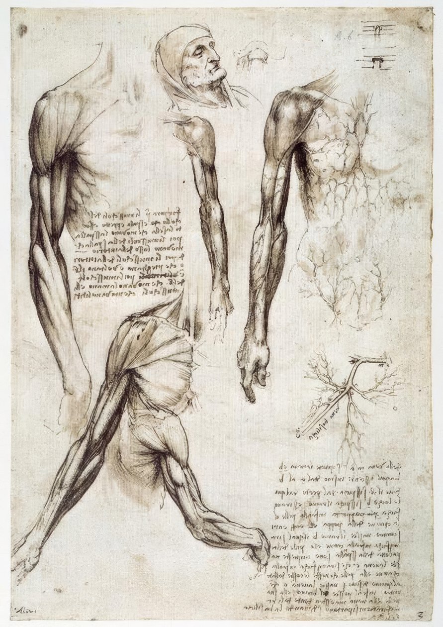 Anatomy Studies by Leonardo da Vinci