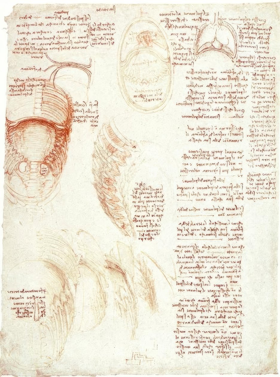 Anatomical Studies: Ribcage and Diaphragm by Leonardo da Vinci