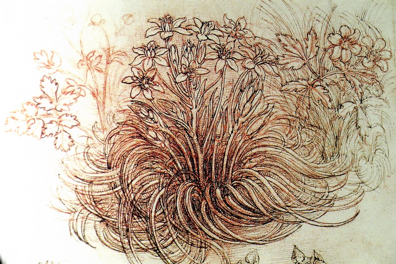 Flowers by Leonardo da Vinci