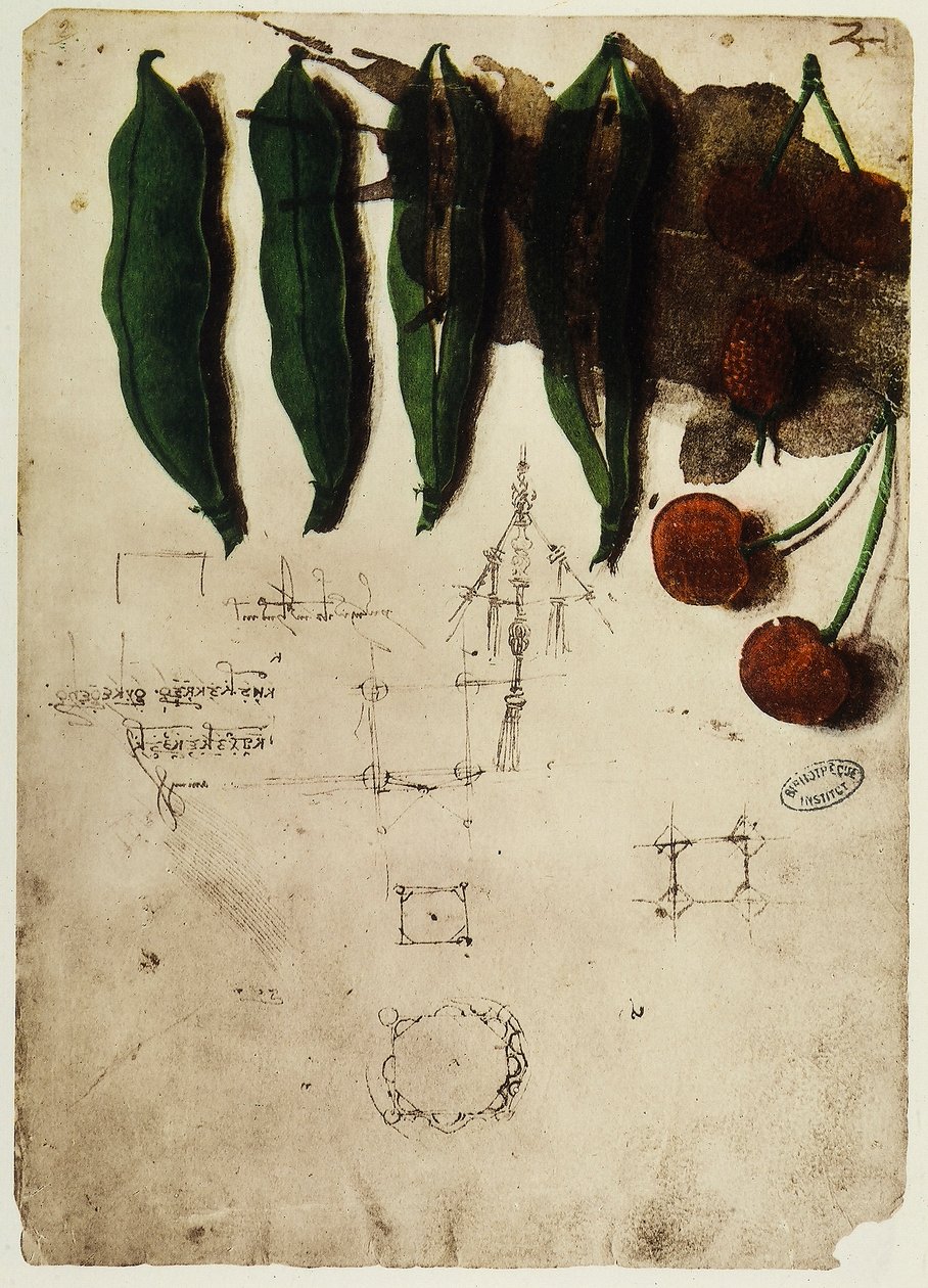 Cherries and Peas by Leonardo da Vinci