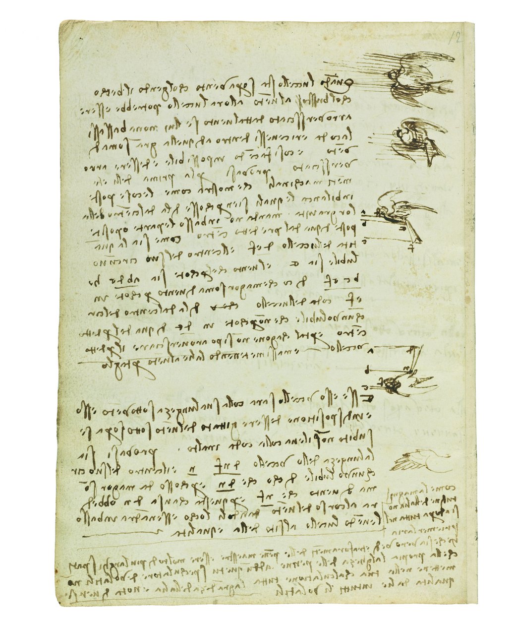 Codex on the Flight of Birds, Folio 8 Verso