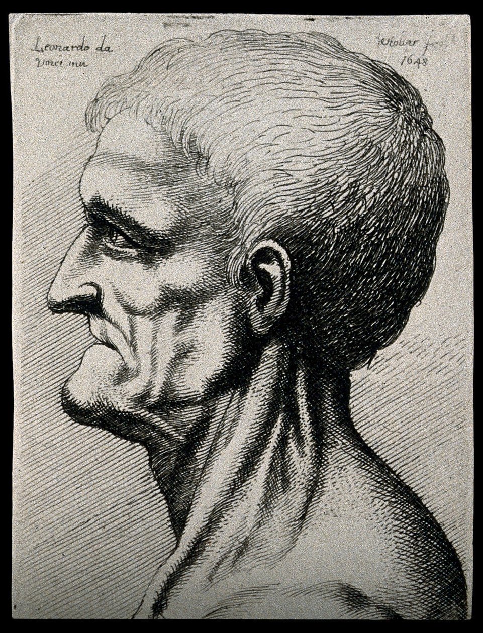 Head and neck of an elderly man, seen in left profile by Leonardo da Vinci