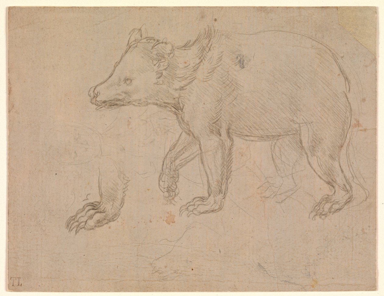A Bear Walking by Leonardo da Vinci