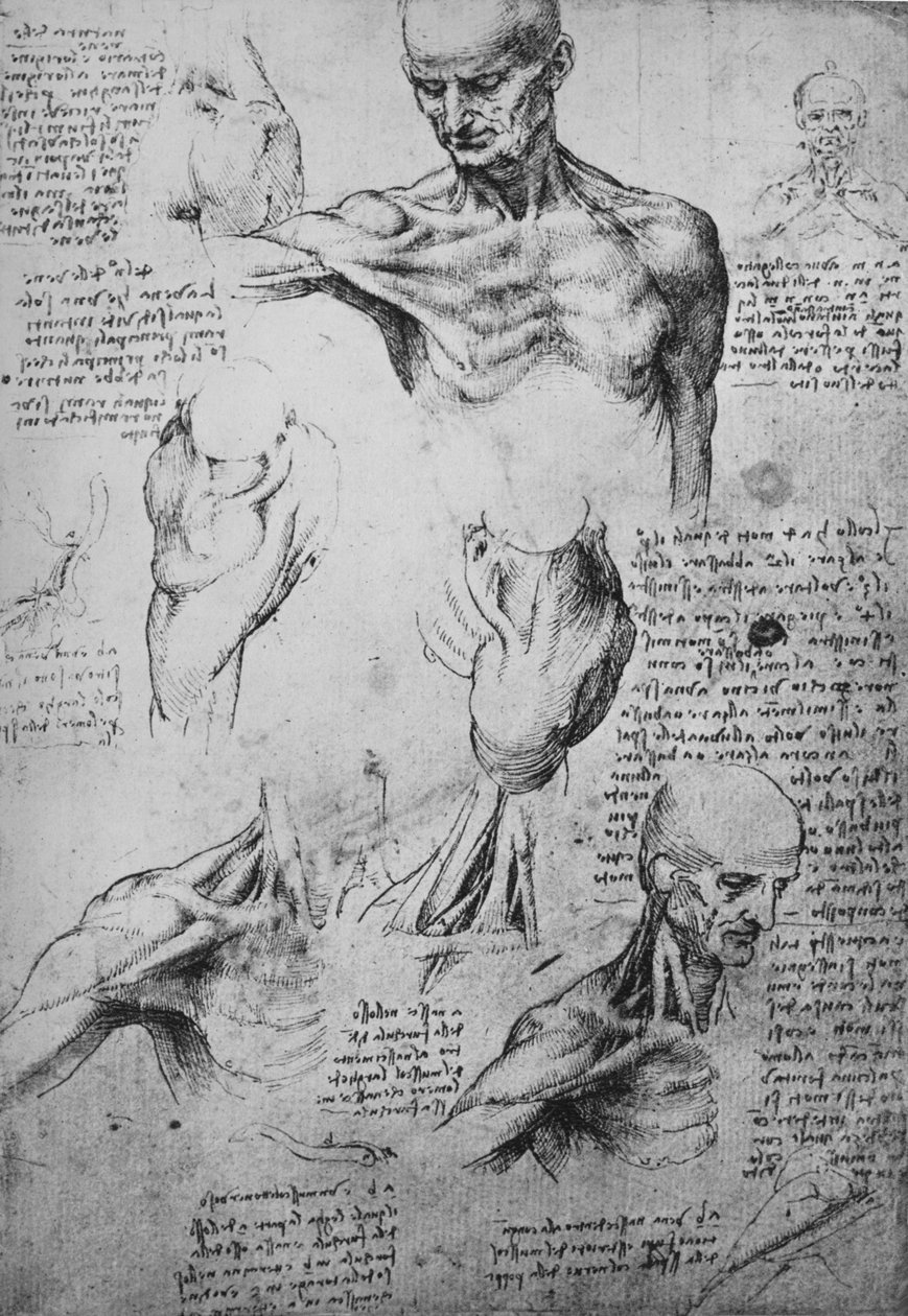 Anatomical Drawings of a Man