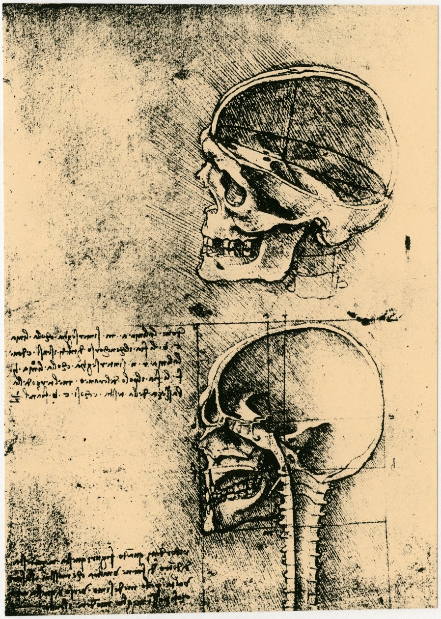Anatomical Sketch, Two Studies of a Human Skull, c1489 by Leonardo da Vinci