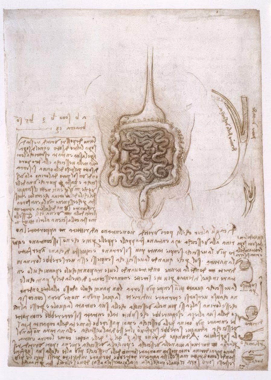 Anatomy Studies by Leonardo da Vinci