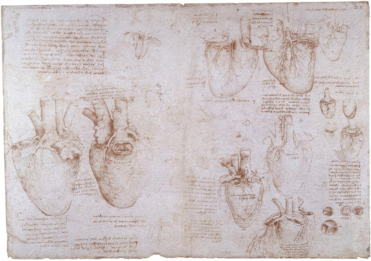 Anatomy Studies: Surface Veins... by Leonardo da Vinci