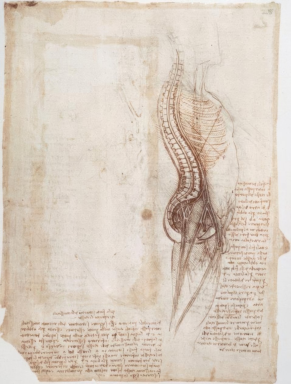 Anatomy Studies: Spine by Leonardo da Vinci