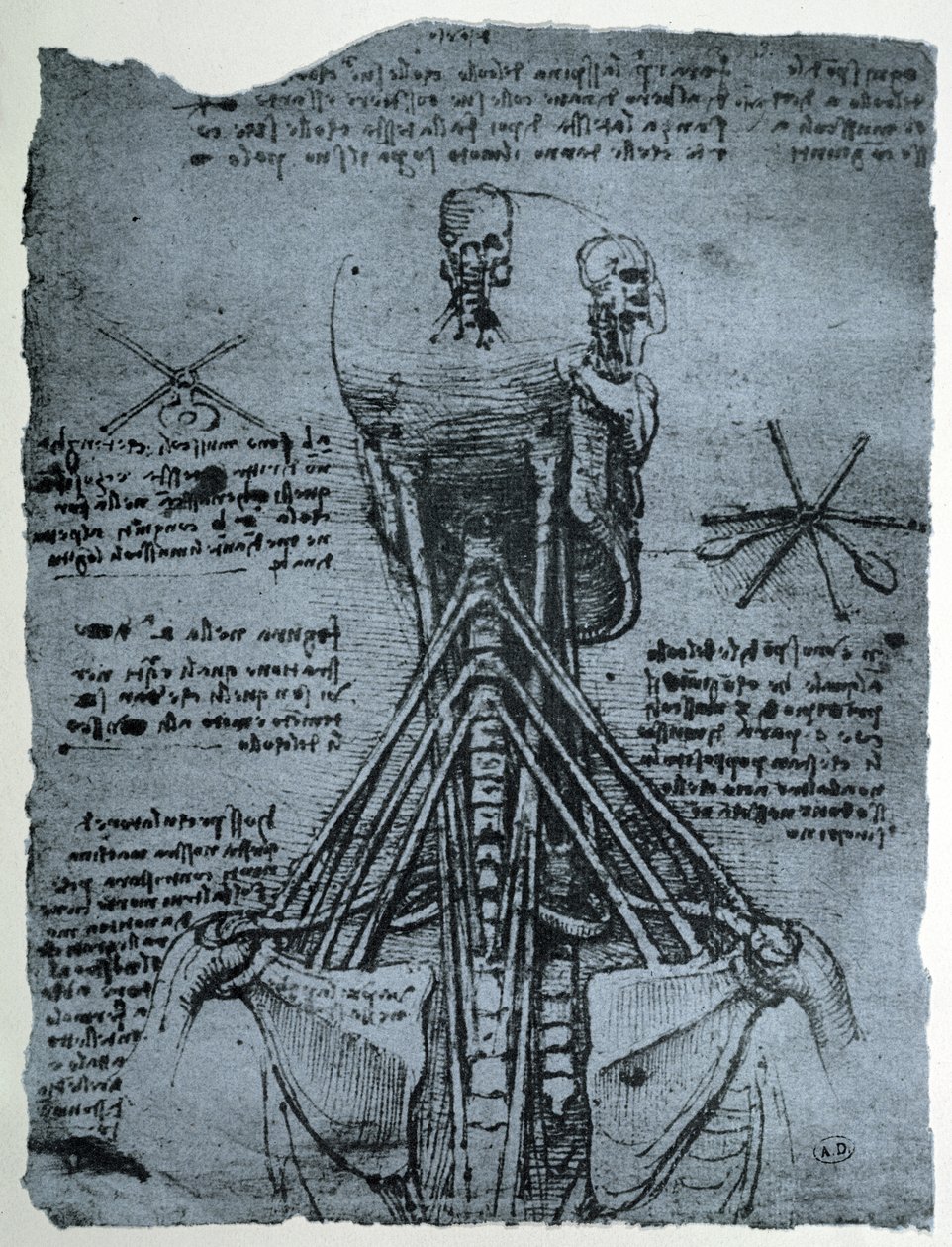 Bone Structure of the Human Neck and Shoulder by Leonardo da Vinci