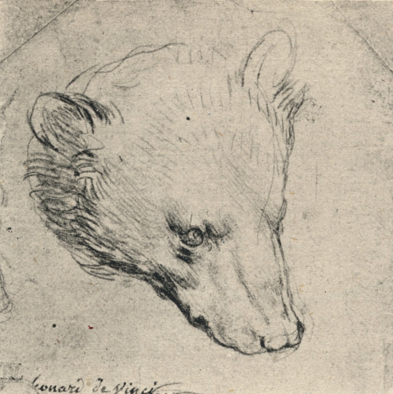 Head of a Bear, c1480 1945 by Leonardo da Vinci