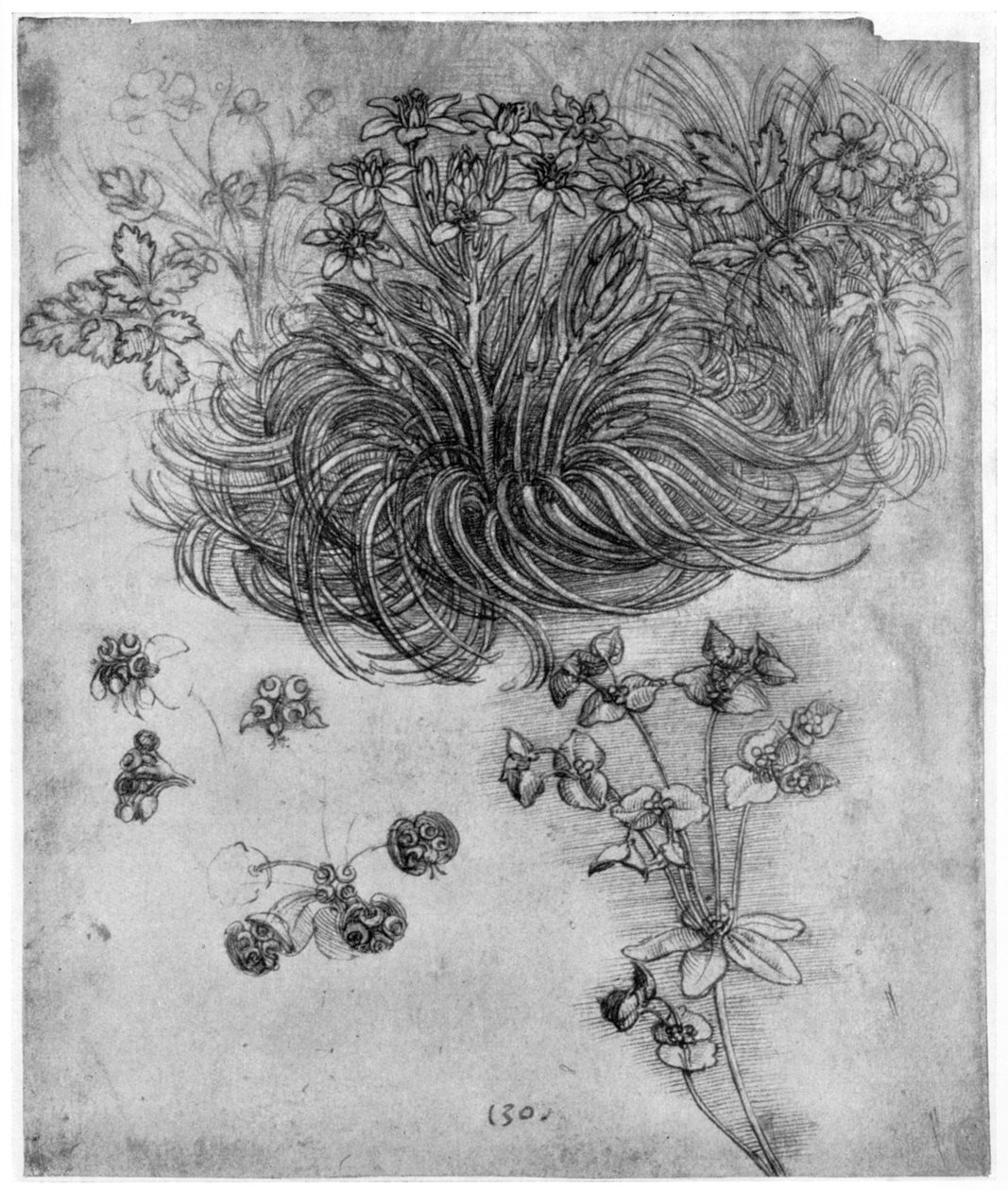 Study of a Star of Bethlehem Plant by Leonardo da Vinci