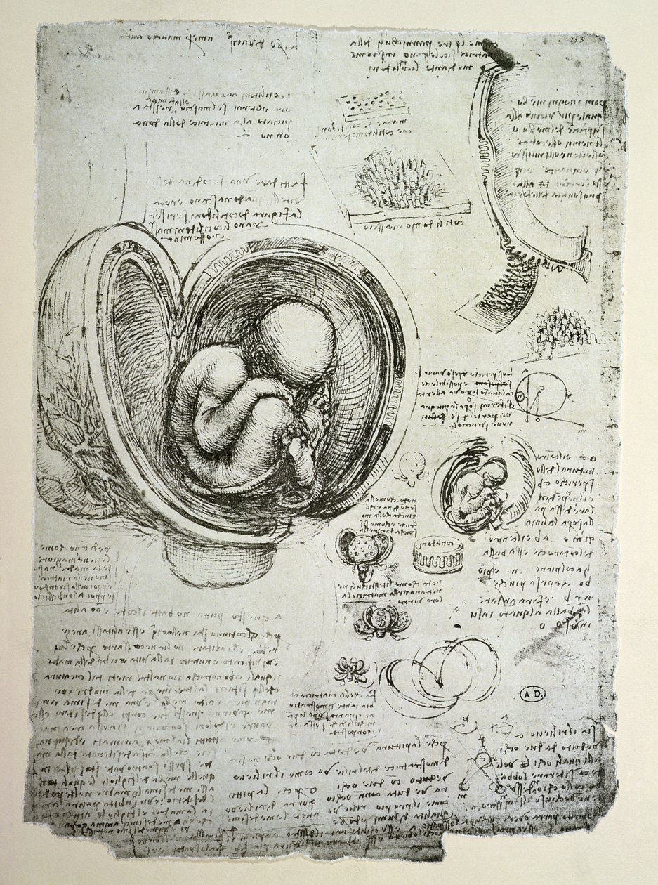 The Human Foetus in the Womb, facsimile copy by Leonardo da Vinci