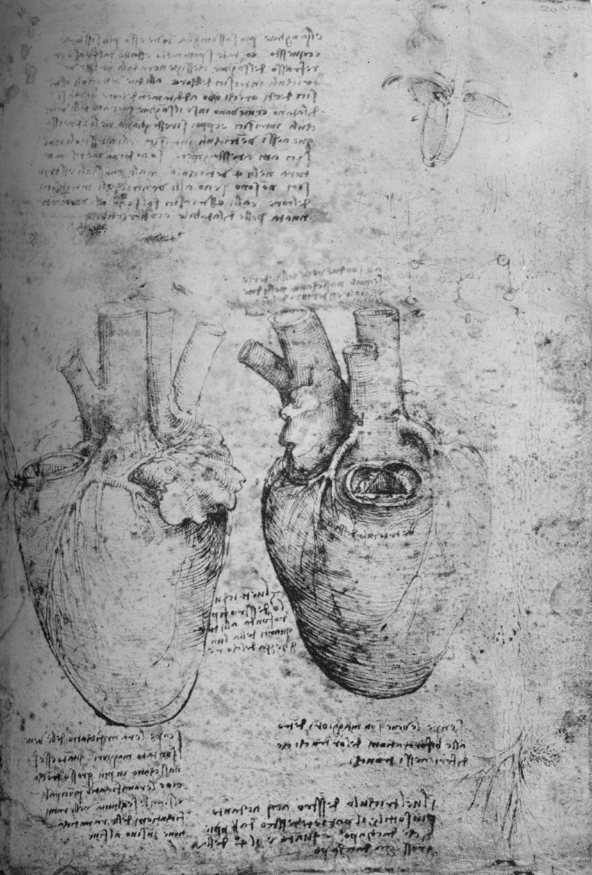 Two Drawings of the Heart, c1480 by Leonardo da Vinci