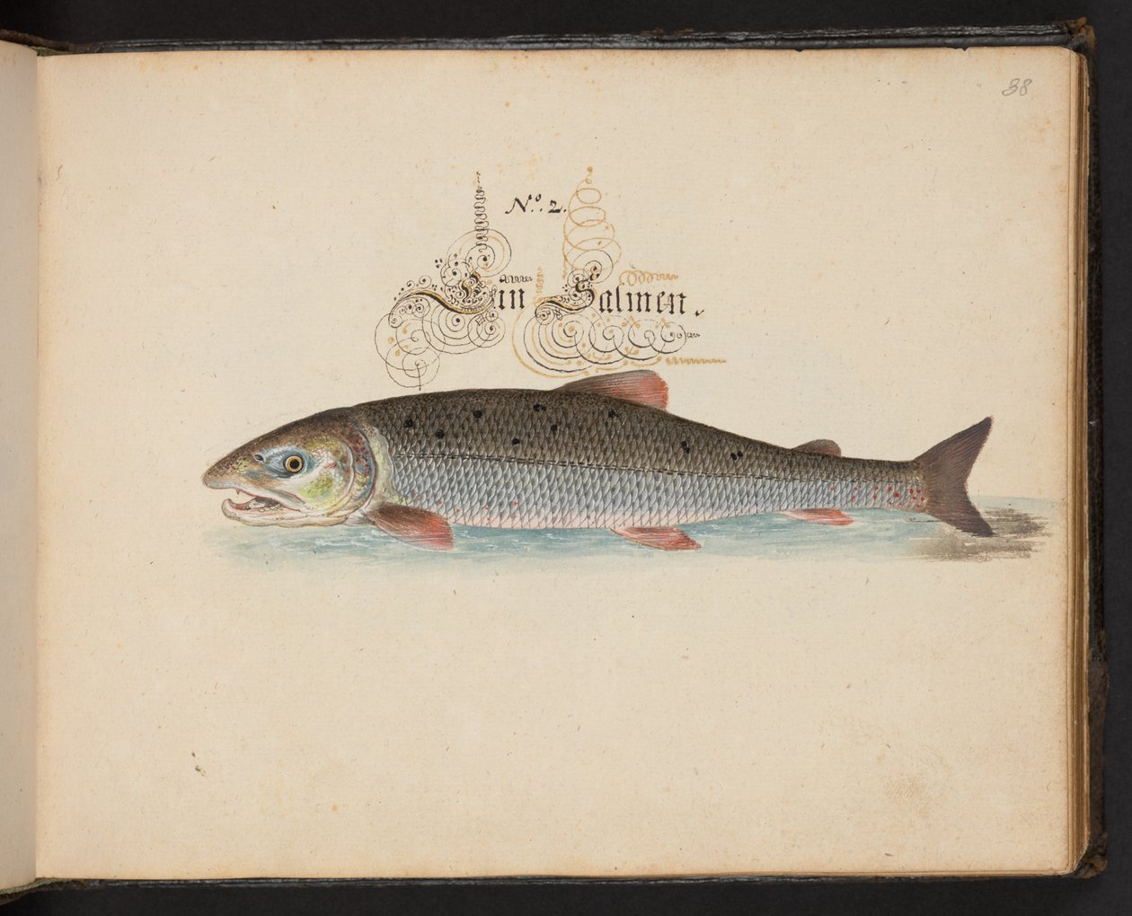 An Exact Natural Description and Delineation of the Water-Fowls, Fishes, Fourfooted Beasts, Insect, and Worms, which are found in the waters at Strasbourg by Leonhard Baldner