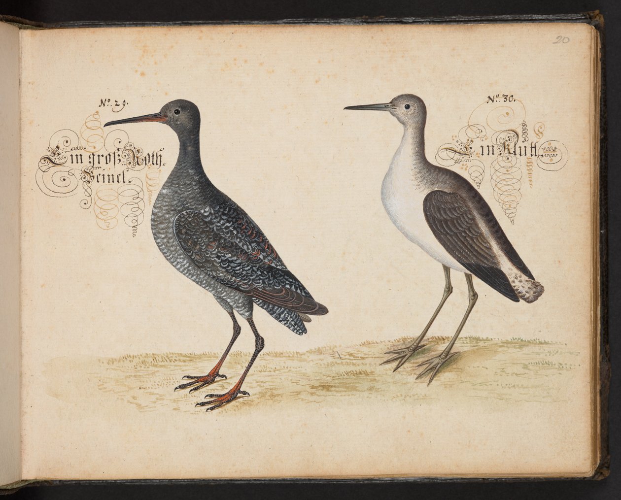 An Exact Natural Description and Delineation of the Water-Fowls, Fishes, Fourfooted Beasts, Insect, and Worms, which are Found in the Waters at Strasbourg, which I Myself Shot and Handled. Leonard Baldner, Fisher and Citizen in Strasbourg by Leonhard Baldner