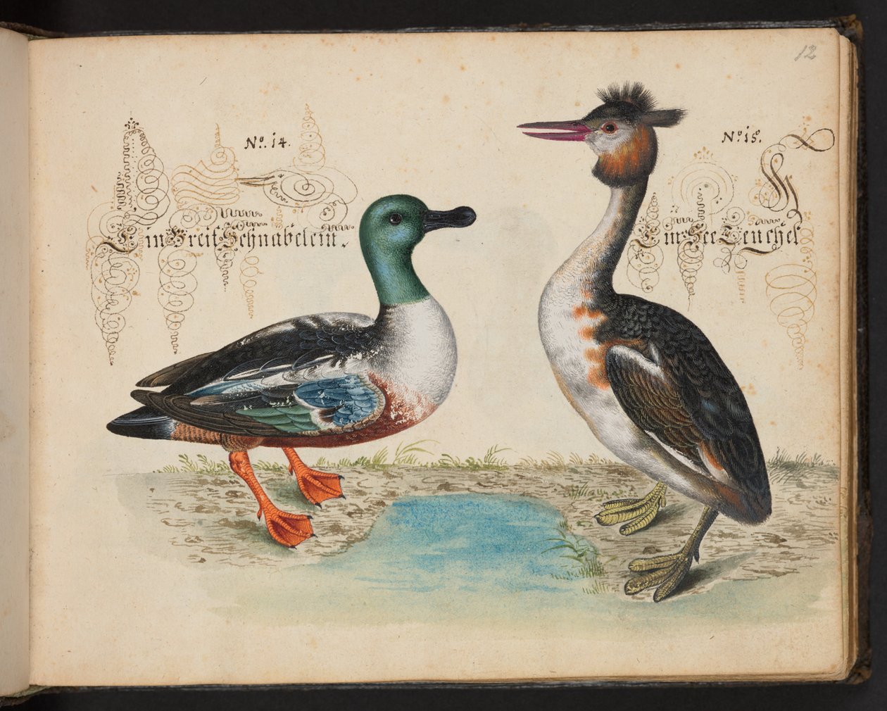 An Exact Natural Description and Delineation of the Water-Fowls, Fishes, Fourfooted Beasts, Insect, and Worms, which are Found in the Waters at Strasbourg, which I Myself Shot and Handled. Leonard Baldner, Fisher and Citizen in Strasbourg by Leonhard Baldner