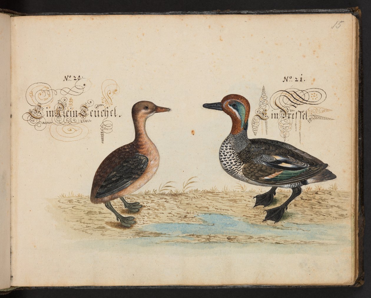 An exact natural description and Delineation of the Water-Fowls, Fishes, Fourfooted Beasts, Insect, and Worms, which are found in the waters at Strassburg by Leonhard Baldner