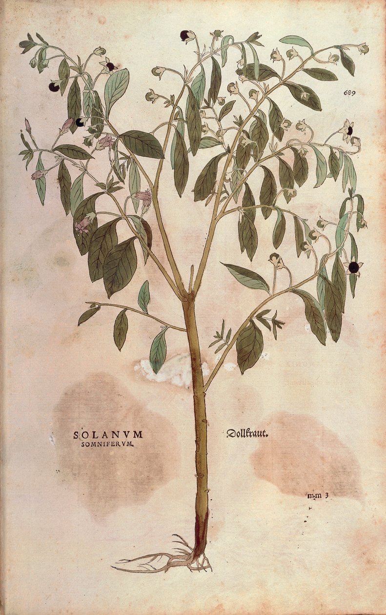 Belladonna - Atropa belladonna by Leonhard Fuchs