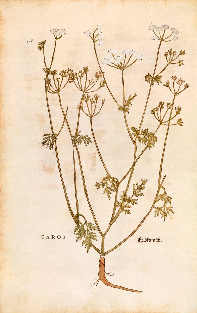 Caraway - Carum carvi (Caros) by Leonhart Fuchs from De historia stirpium commentarii insignes (Notable Commentaries on the History of Plants) coloured engraving by Leonhard Fuchs