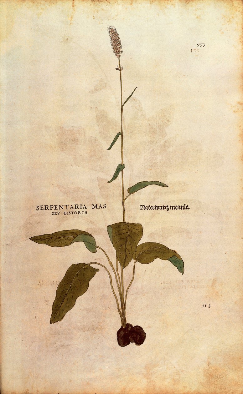 Common Bistort - Persicaria bistorta by Leonhard Fuchs