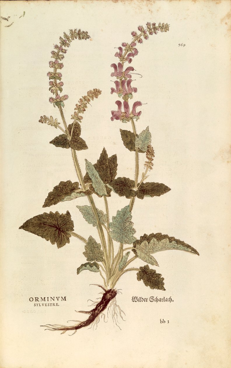 Dragonmouth (Horminum or Orminum sylvestre), Coloured Engraving by Leonhard Fuchs