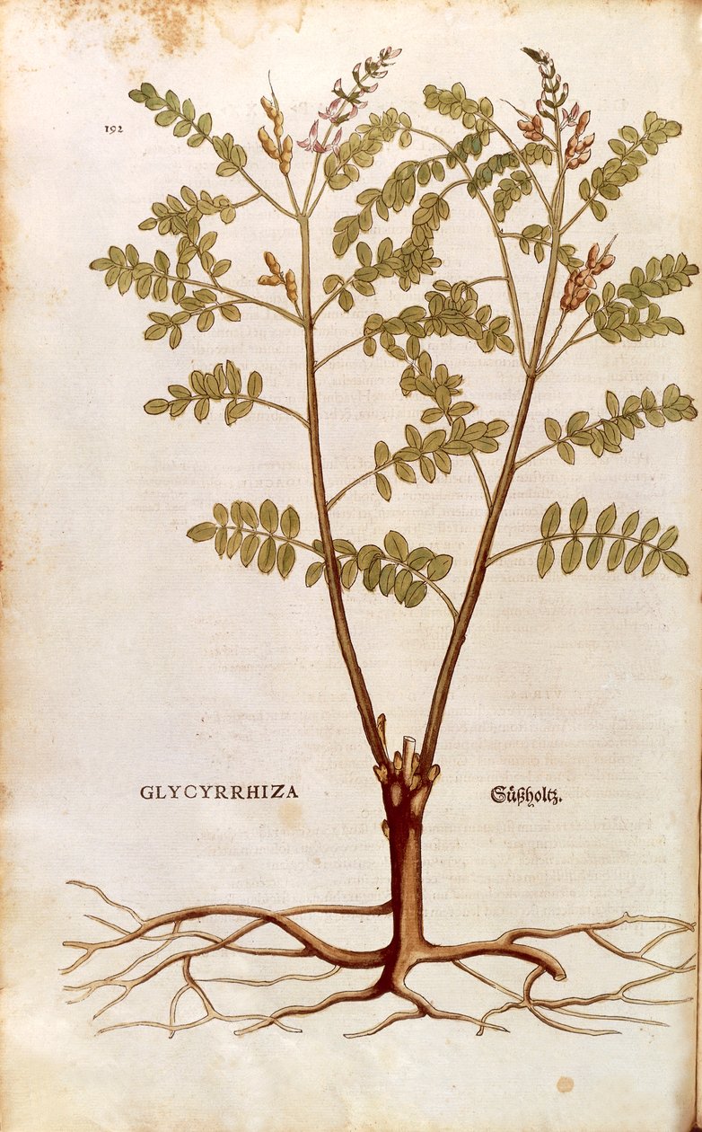 Liquorice or Licorice (Glycyrrhiza glabra) by Leonhard Fuchs
