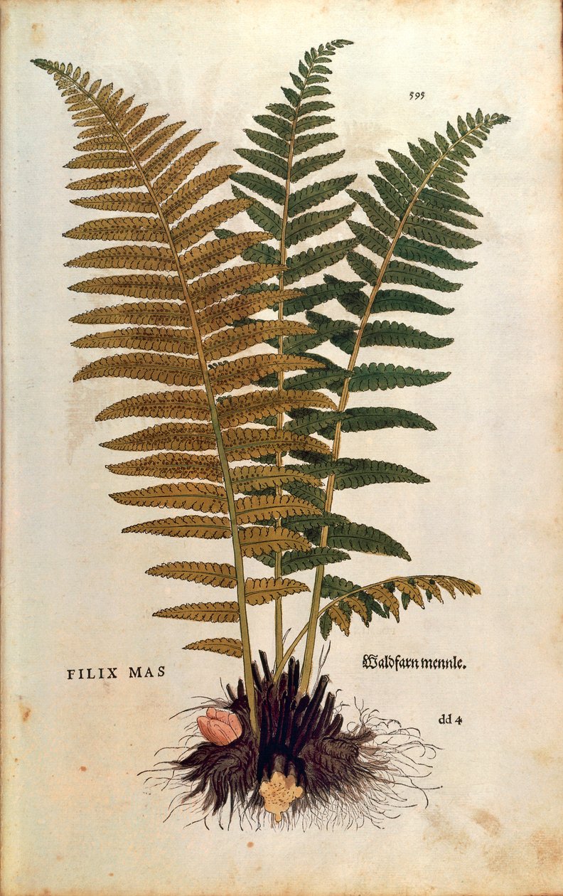Male fern (Dryopteris filix-mas) by Leonhard Fuchs
