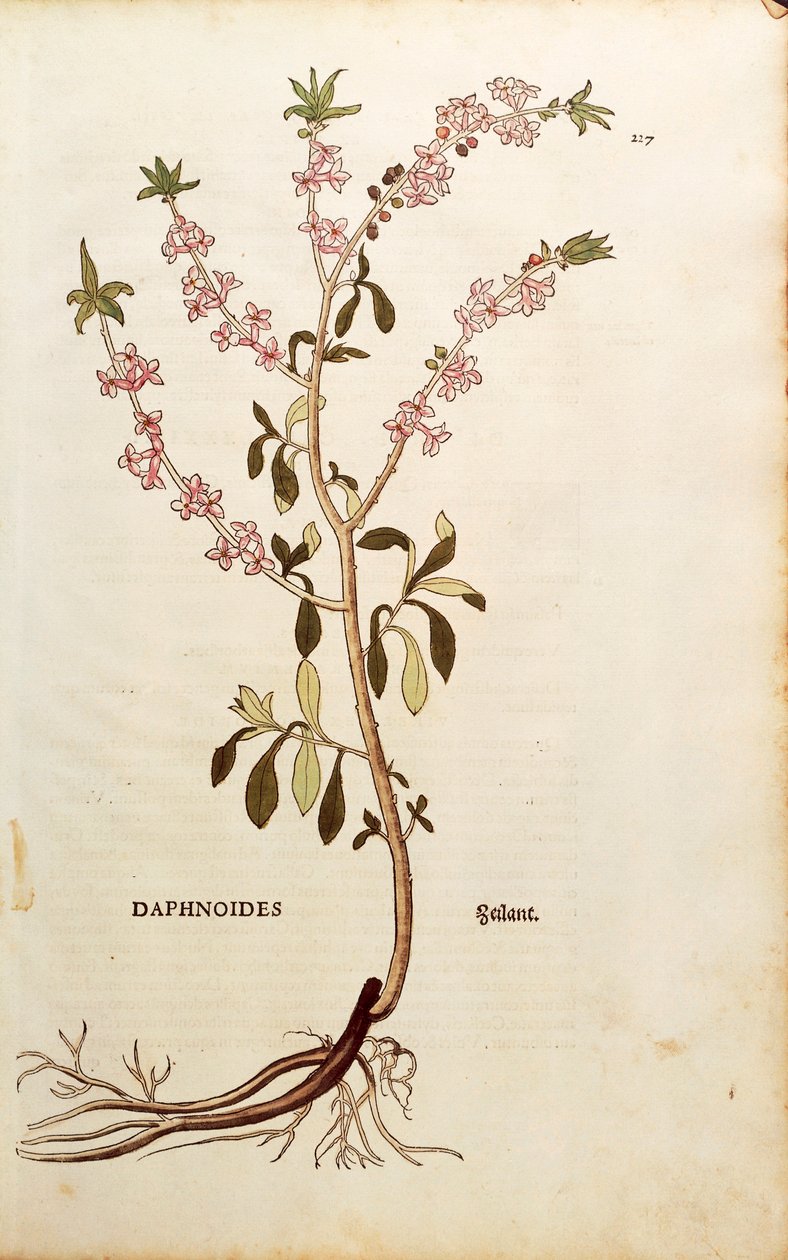 Mezereon - Daphne mezereum by Leonhard Fuchs
